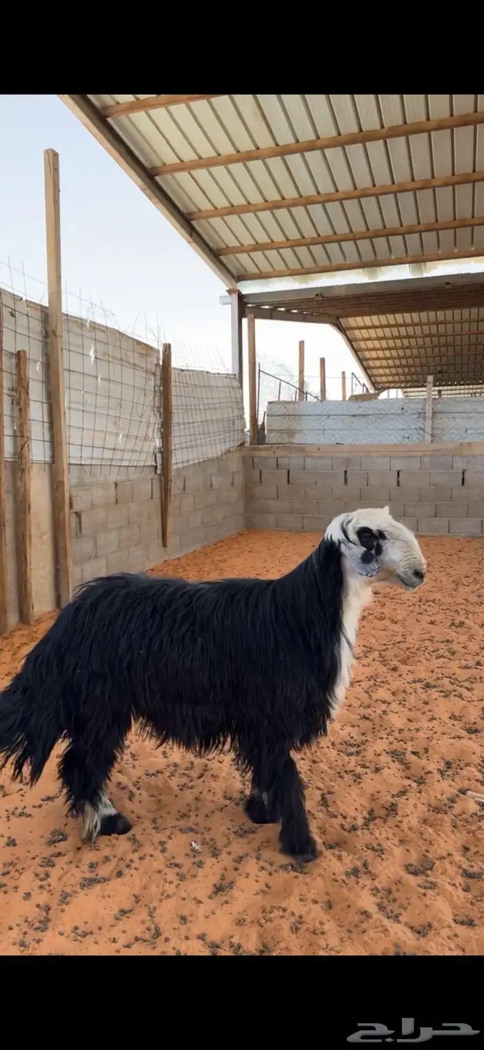 خروف نجدي 0
