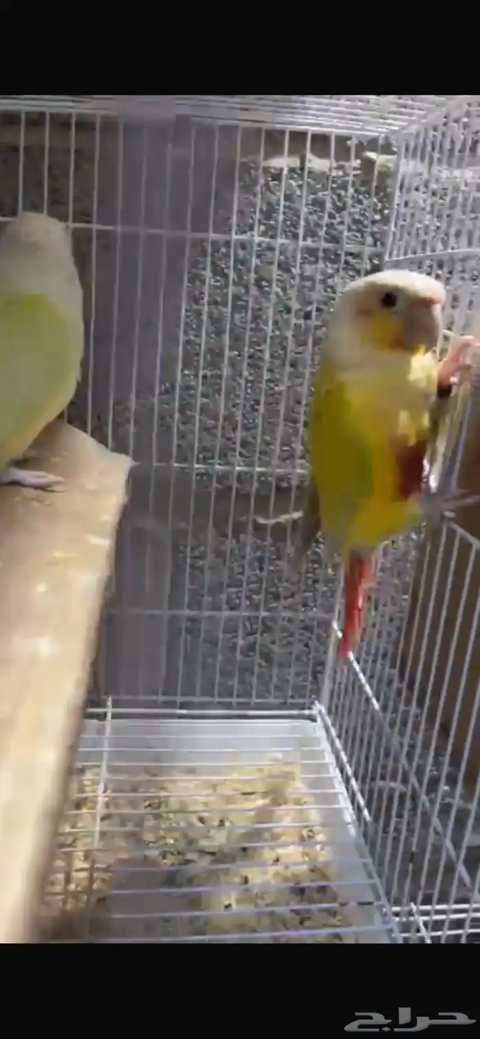 زوج كنيور منتج اليف 2