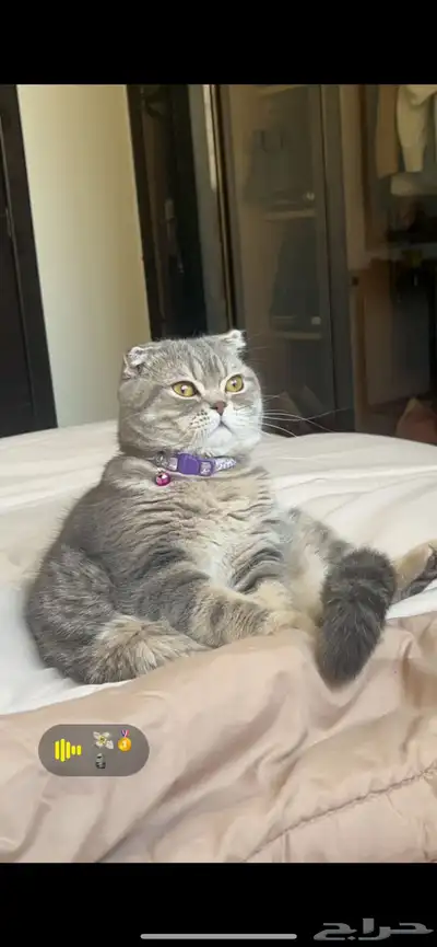 قط ذكر للتزاوج (سكوتش فولد) نوعية ممتازة Scottish Fold 17