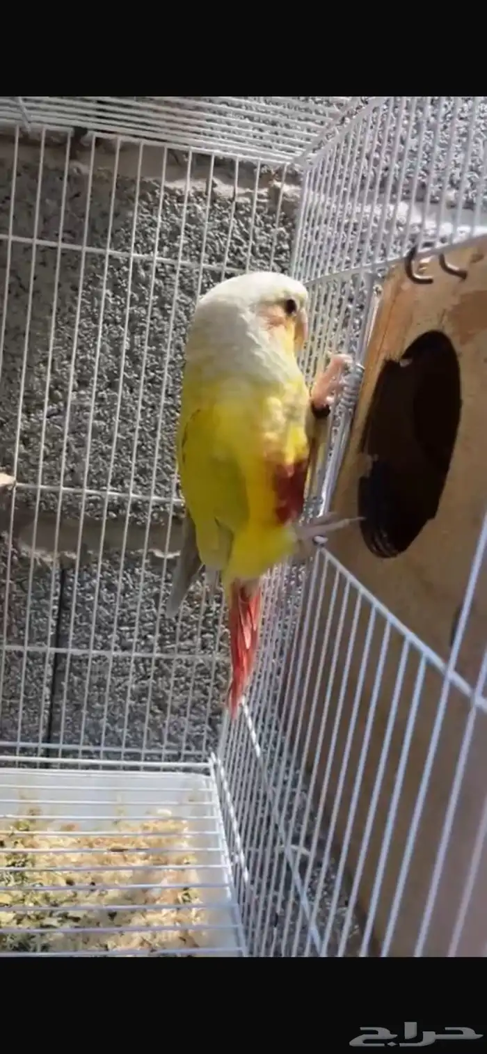 زوج كنيور منتج اليف 4