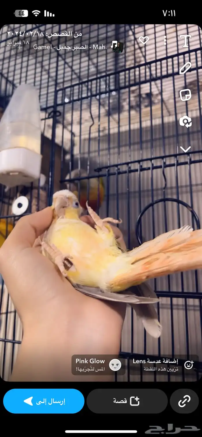 زوج كنيور منتج اليف 0