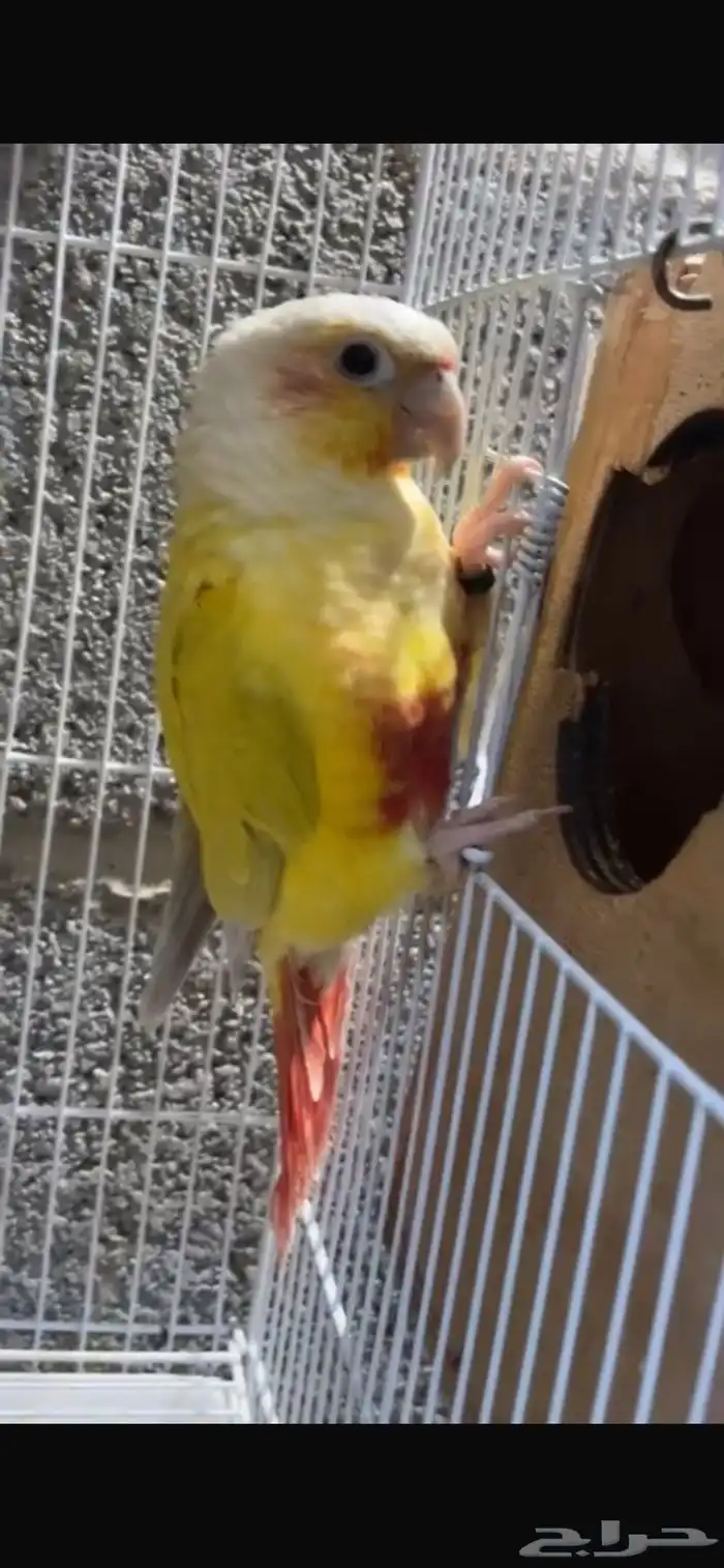 زوج كنيور منتج اليف 3