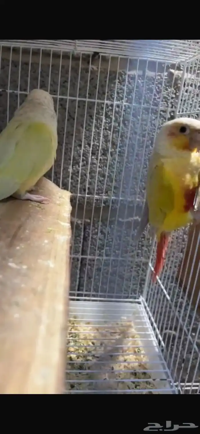 زوج كنيور منتج اليف 1