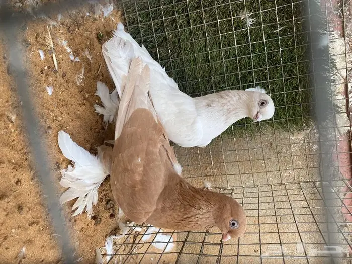 ازواج حمام زينة منوع بط بكيني ابيض 4