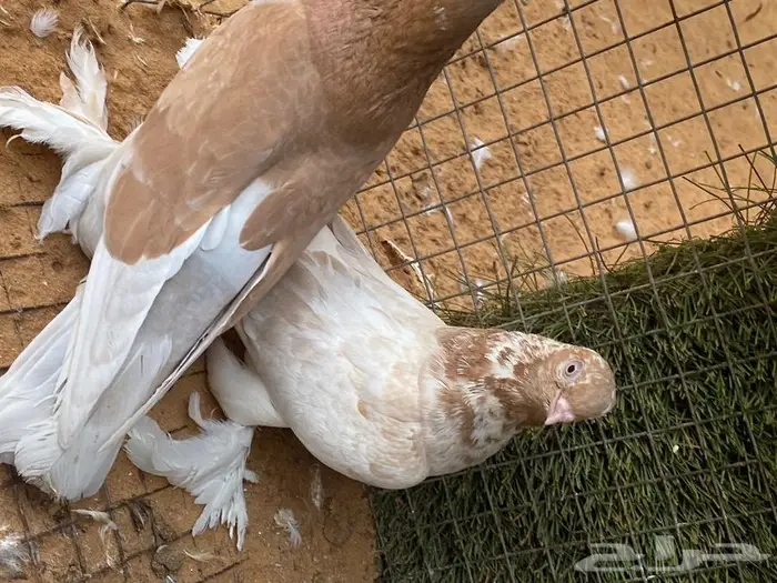 ازواج حمام زينة منوع بط بكيني ابيض 3