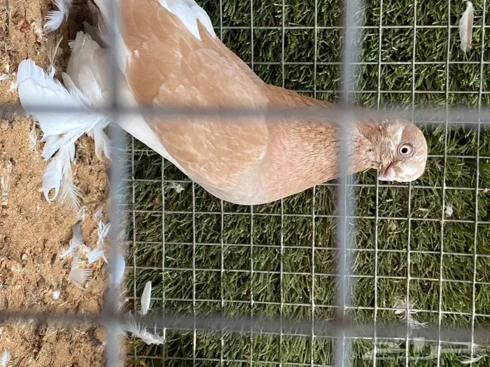 ازواج حمام زينة منوع بط بكيني ابيض 2