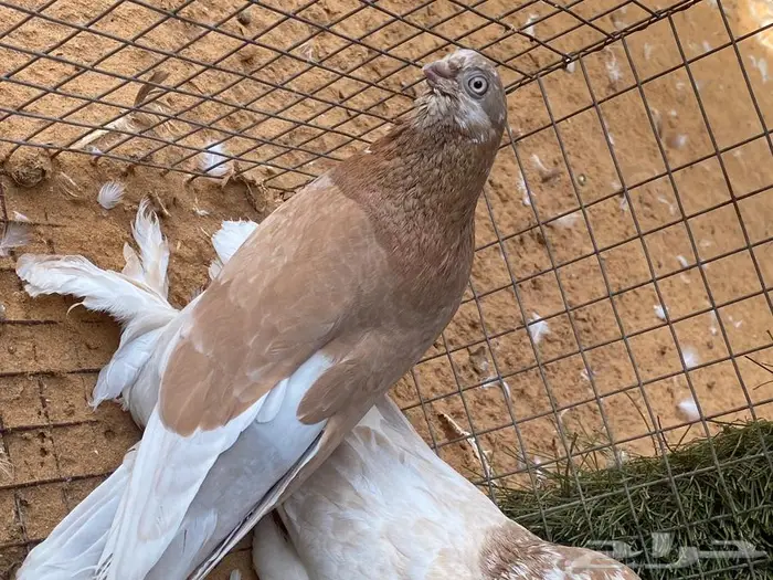 ازواج حمام زينة منوع بط بكيني ابيض 6