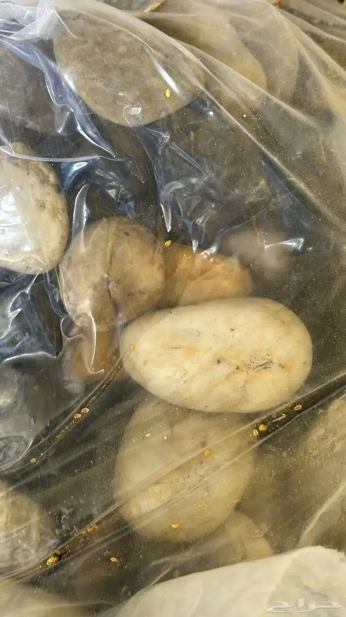 احجار نهريه 2