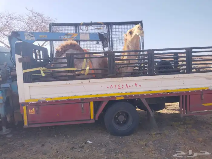 دنا لنقل الابل 0