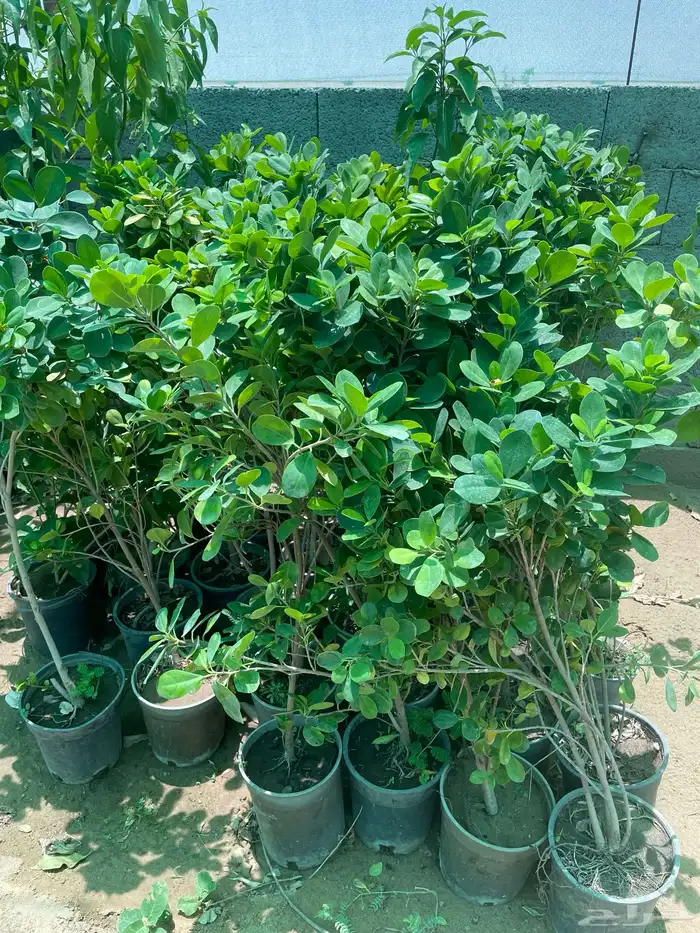 شتلات منوعه 1