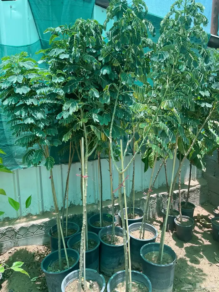 شتلات منوعه 5