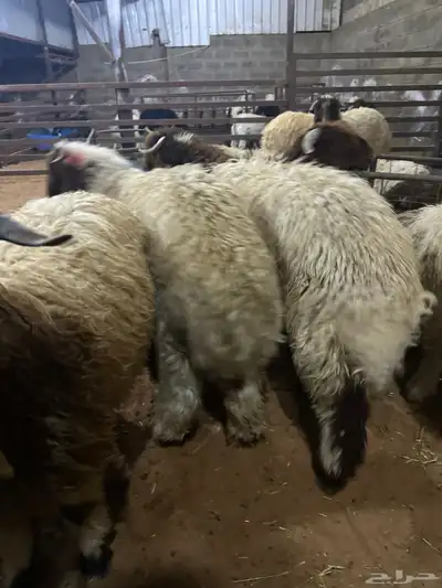 ذبايح نعيمي نجدي حري تيوس يوجد ذبح وتوصيل 3