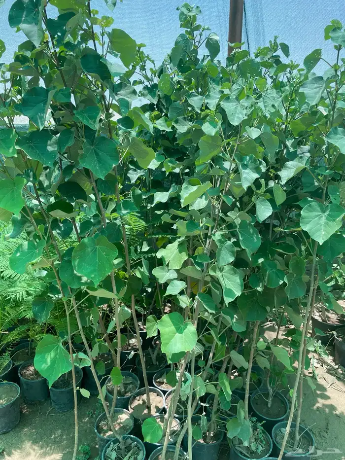 شتلات منوعه 2