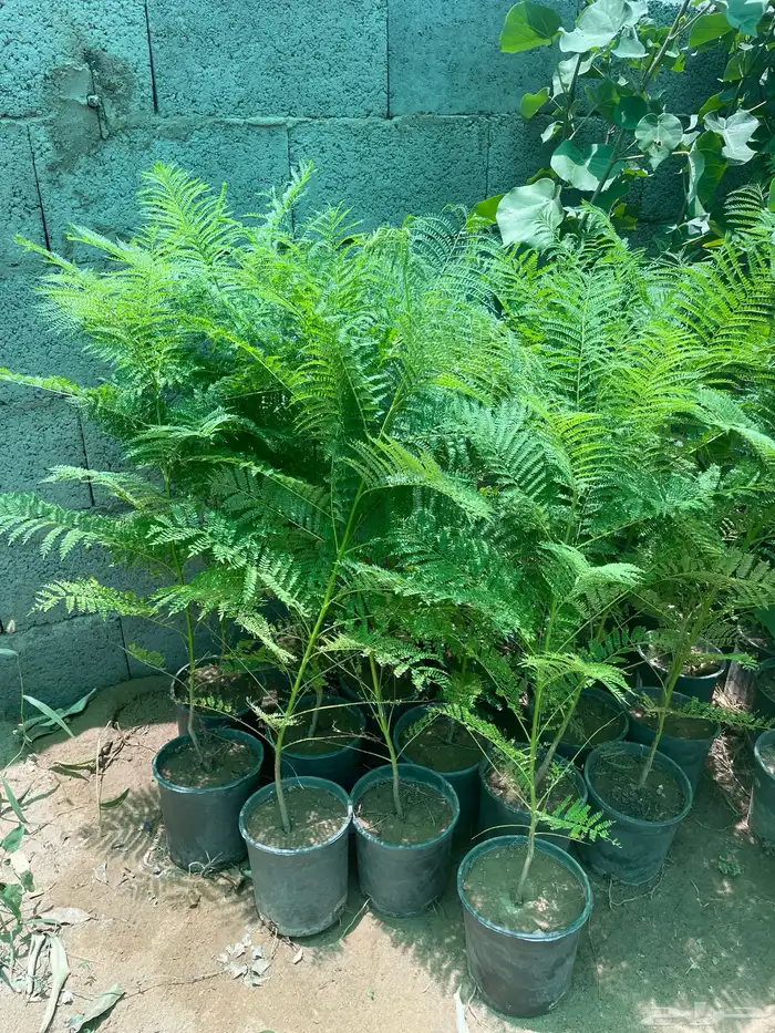 شتلات منوعه 3