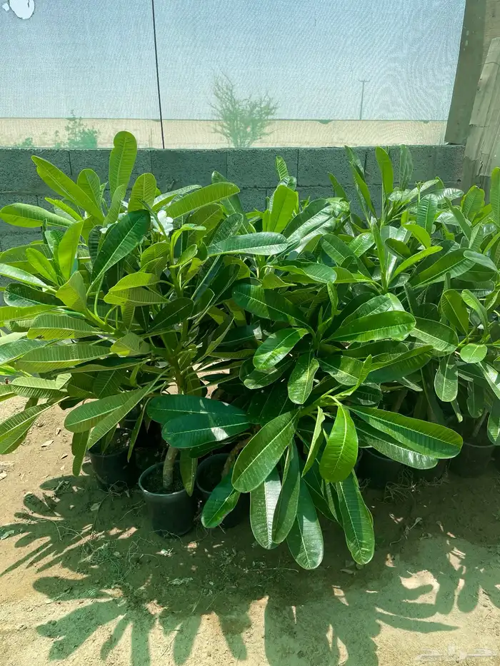 شتلات منوعه 0