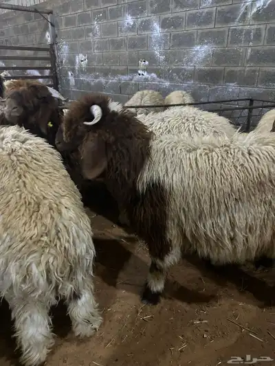 ذبايح نعيمي نجدي حري تيوس يوجد ذبح وتوصيل 4