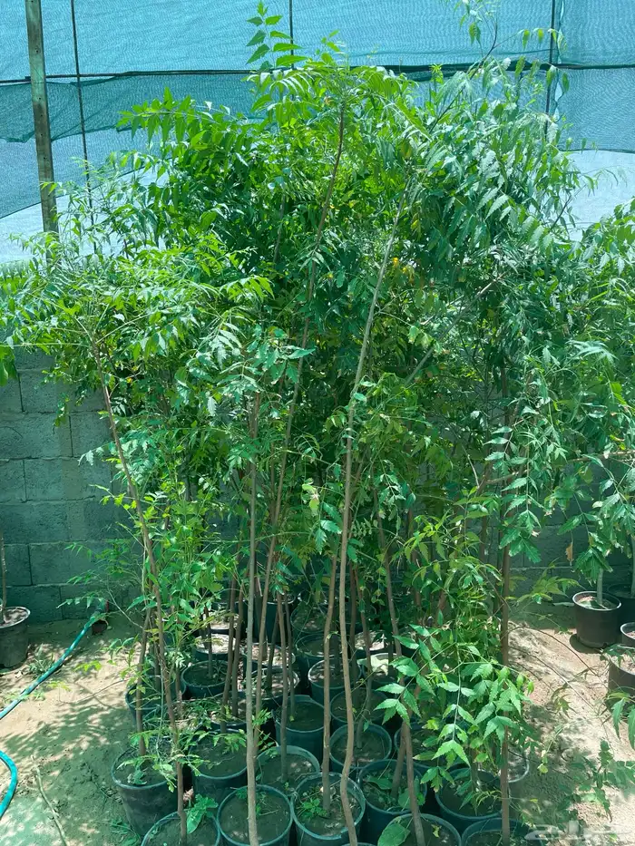 شتلات منوعه 4