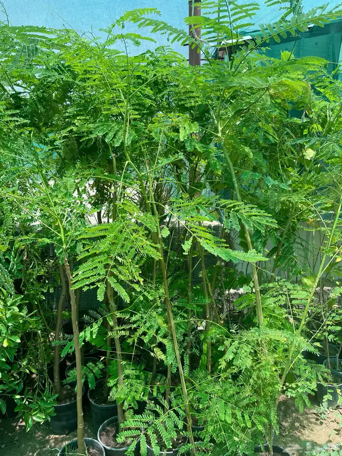 شتلات منوعه 6