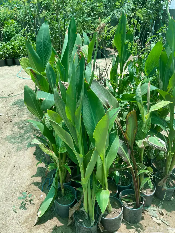 شتلات منوعه 8