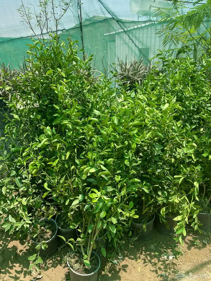 شتلات منوعه 7