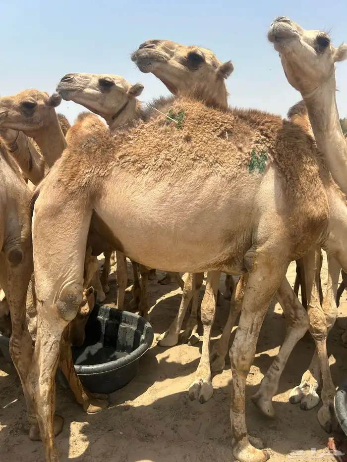 قعدان مستورد حاشي 2850 2