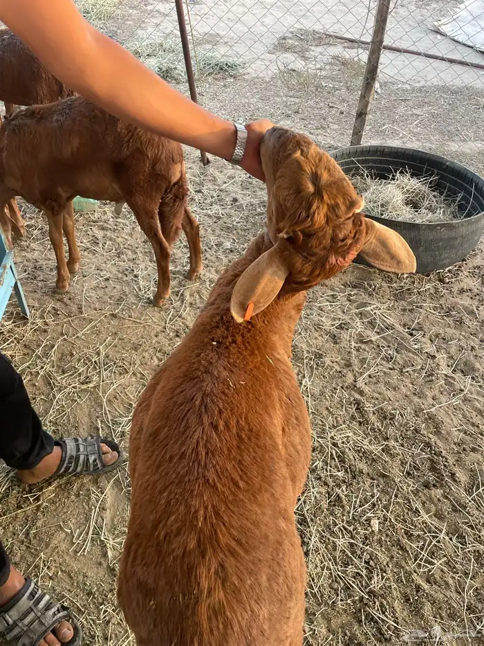 سواكن مرباه فل شحم وللمناسبات باسعار جدأ مناسبة 4