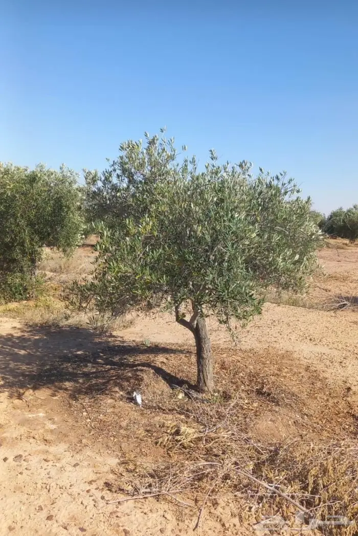 أشجار زيتون للبيع معمر وغير معمر 2