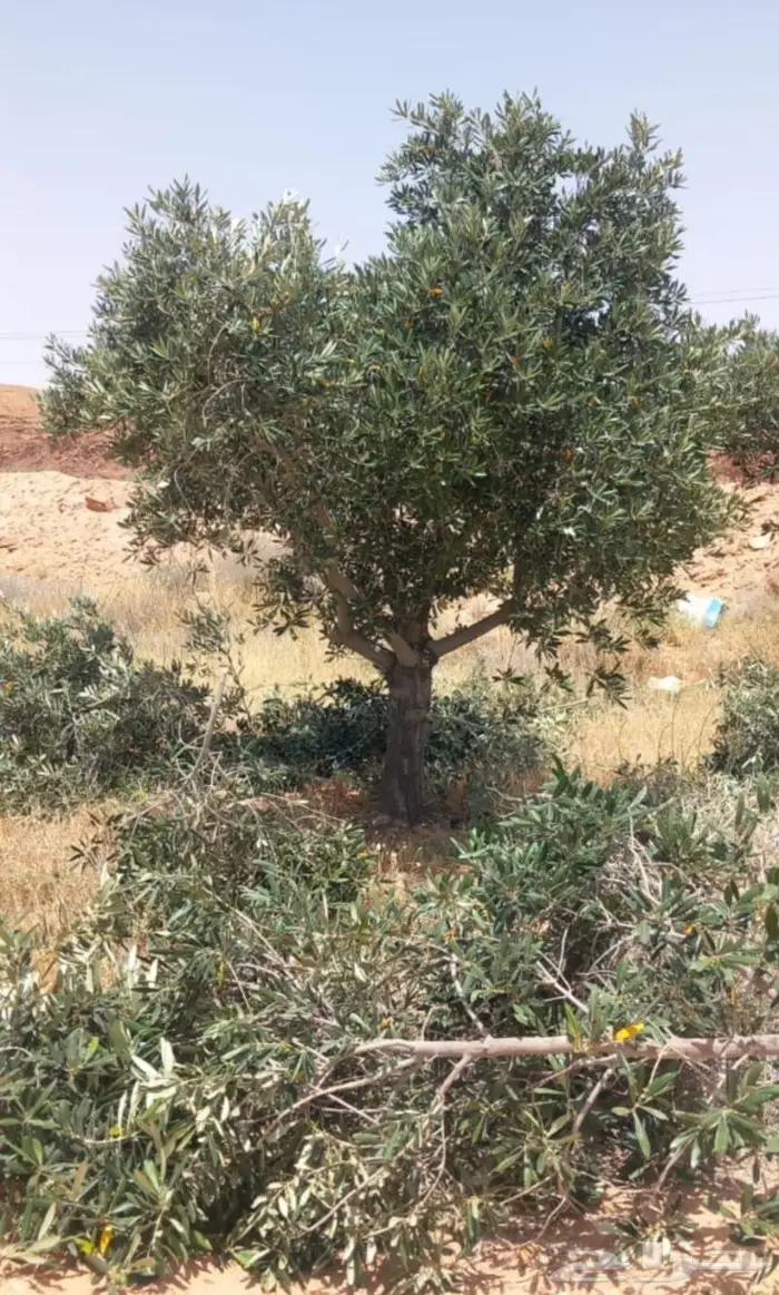أشجار زيتون للبيع معمر وغير معمر 5