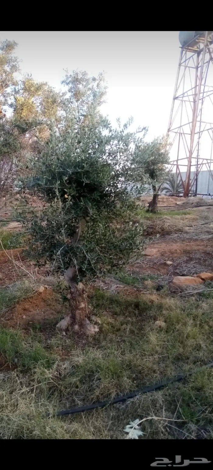 أشجار زيتون للبيع معمر وغير معمر 7