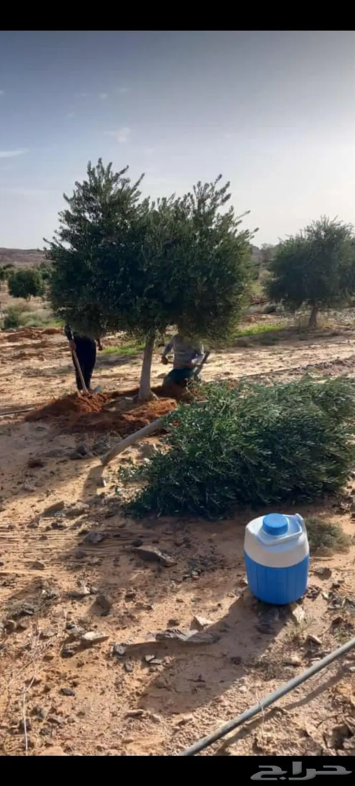 أشجار زيتون للبيع معمر وغير معمر 6