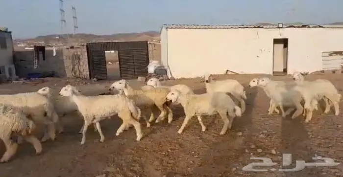 ذبايح حري سواكني عقيقه مناسبه زواج صدقه .. 9