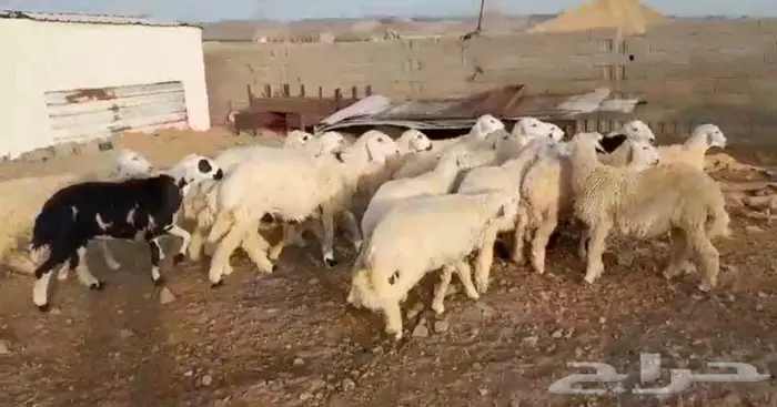 ذبايح حري سواكني عقيقه مناسبه زواج صدقه .. 2