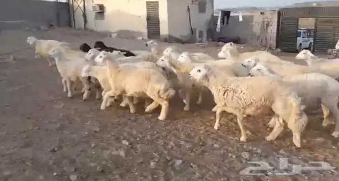 ذبايح حري سواكني عقيقه مناسبه زواج صدقه .. 3