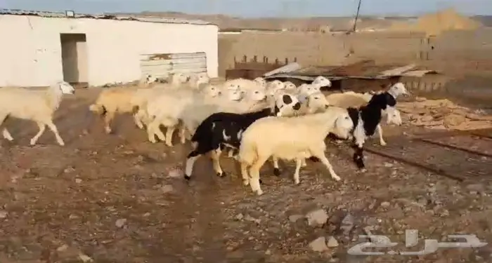 ذبايح حري سواكني عقيقه مناسبه زواج صدقه .. 8