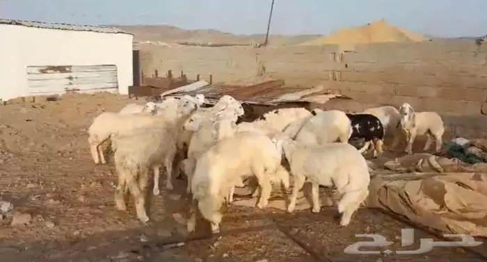 ذبايح حري سواكني عقيقه مناسبه زواج صدقه .. 12