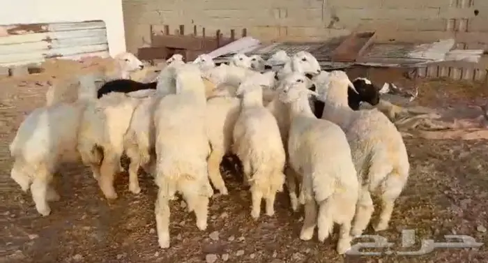 ذبايح حري سواكني عقيقه مناسبه زواج صدقه .. 0