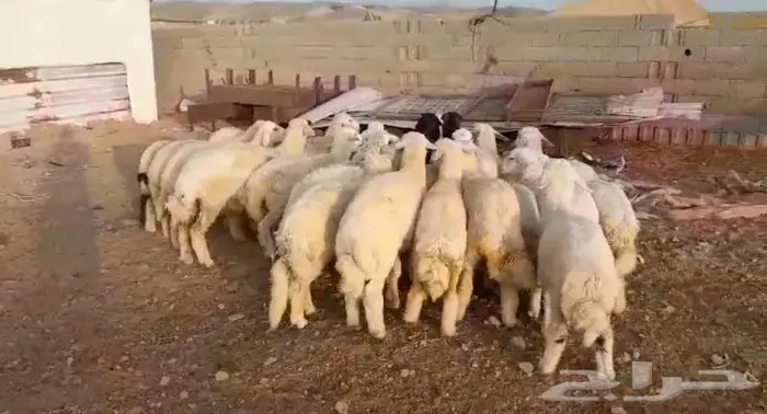 ذبايح حري سواكني عقيقه مناسبه زواج صدقه .. 4