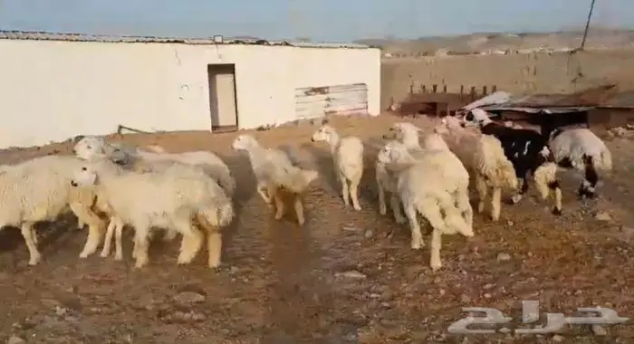 ذبايح حري سواكني عقيقه مناسبه زواج صدقه .. 11