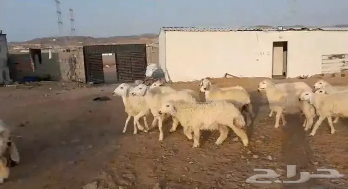 ذبايح حري سواكني عقيقه مناسبه زواج صدقه .. 10