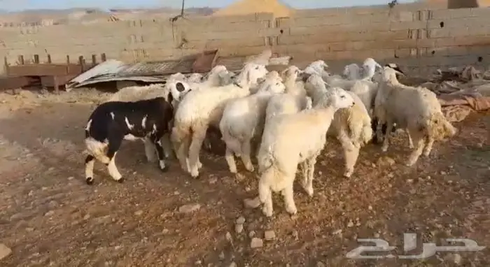 ذبايح حري سواكني عقيقه مناسبه زواج صدقه .. 6