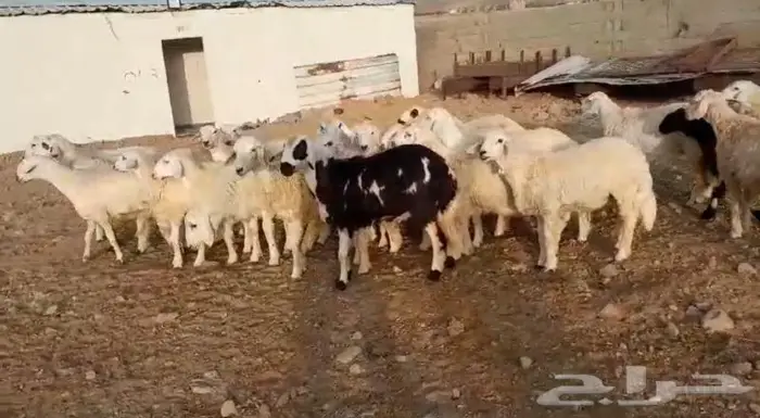 ذبايح حري سواكني عقيقه مناسبه زواج صدقه .. 7