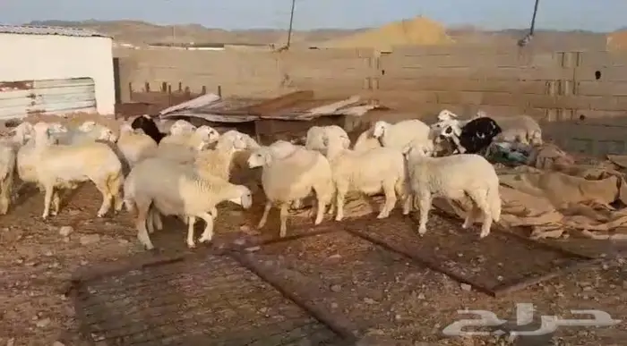 ذبايح حري سواكني عقيقه مناسبه زواج صدقه .. 13