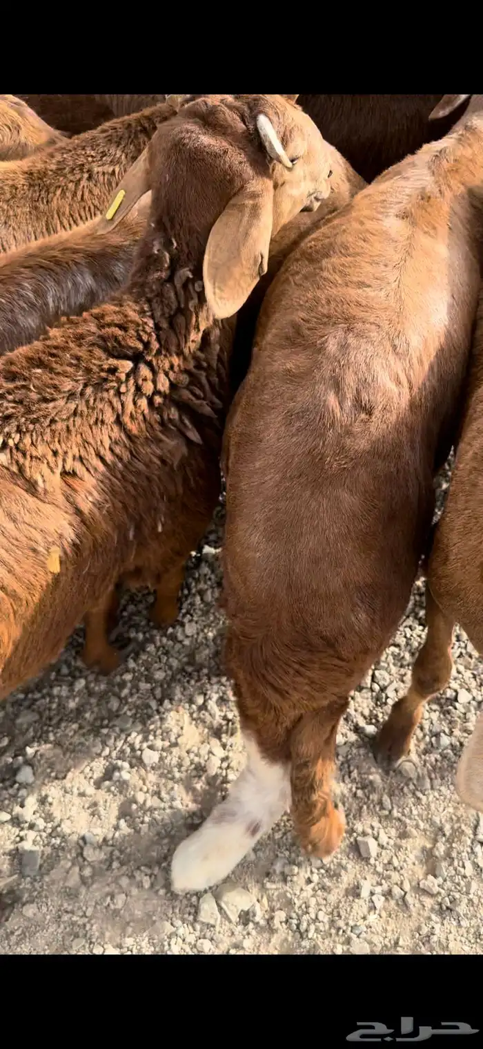 سواكن وحري ونجدي طائفية 10
