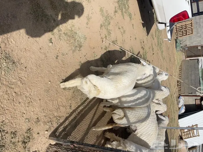 طليان و رخال اضاحي 1