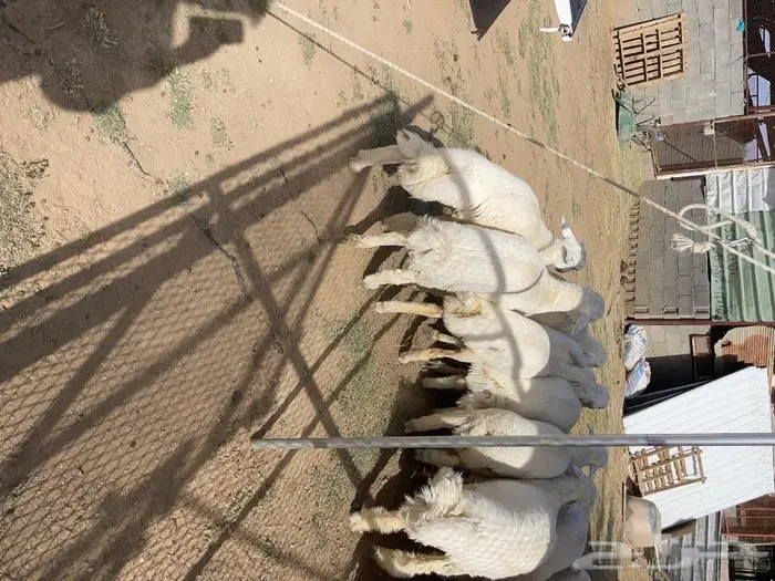 طليان و رخال اضاحي 2