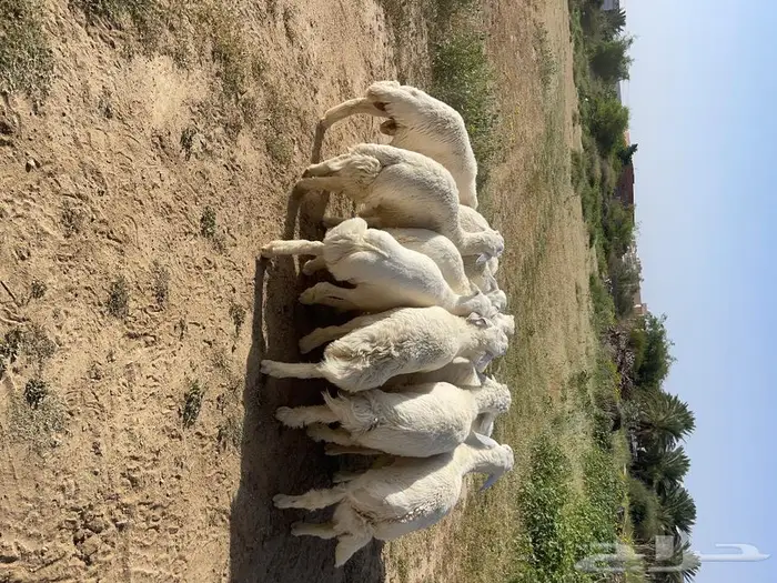 طليان و رخال اضاحي 4