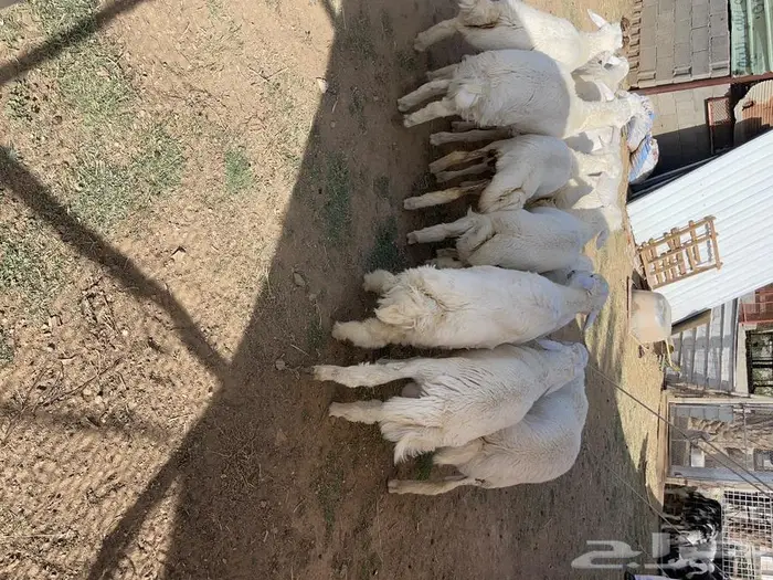 طليان و رخال اضاحي 5