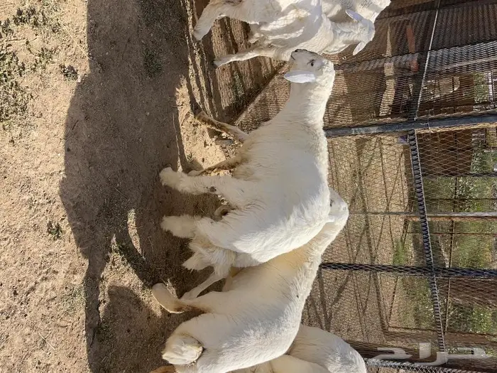 طليان و رخال اضاحي 6
