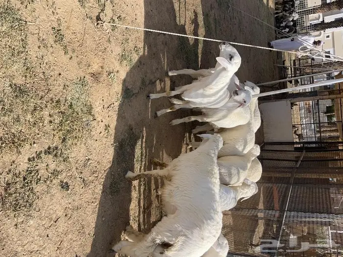 طليان و رخال اضاحي 7