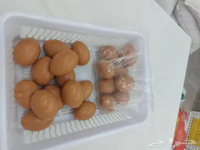 بيض دجاج صناعي وحمام وطيور صغيره 3
